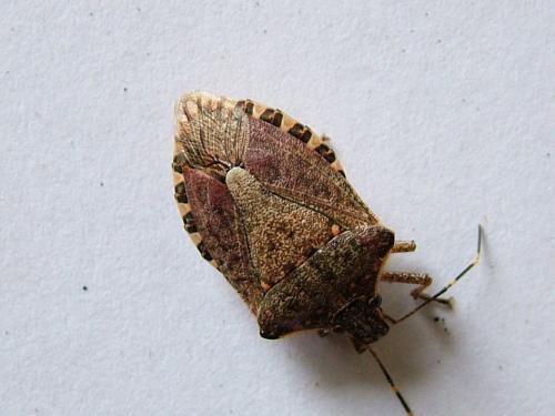 Halyomorpha halys